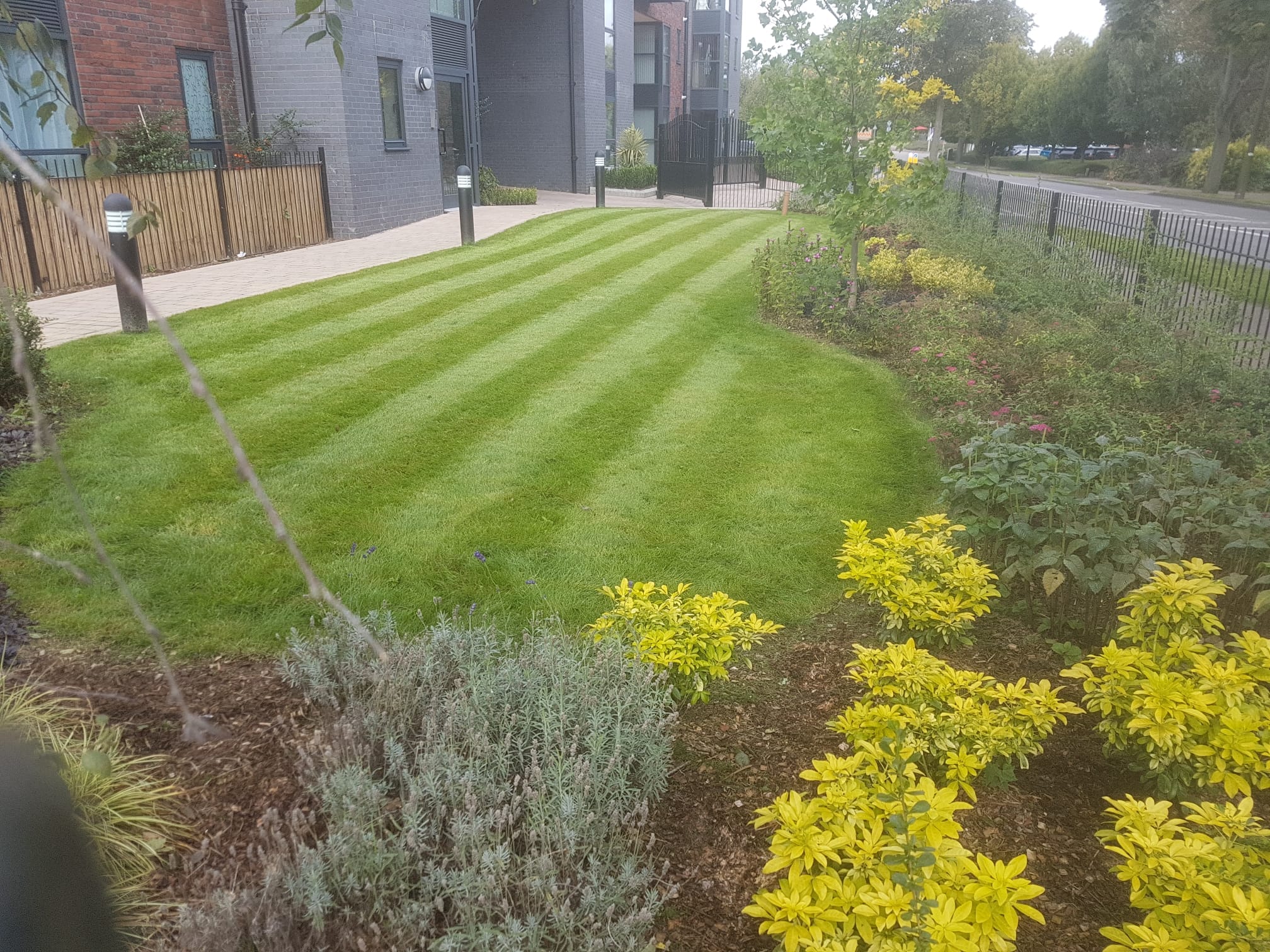Turfing An image showing freshly laid turf with colourful plants to the side.